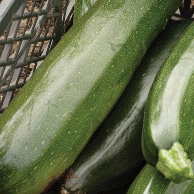 Load image into Gallery viewer, West Coast Seeds - Black Beauty Squash - Heirloom Zucchini (2g)