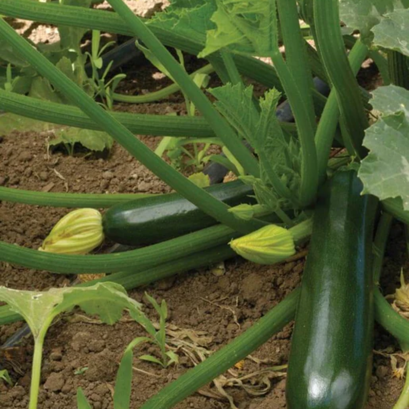 Load image into Gallery viewer, West Coast Seeds - Black Beauty Squash - Heirloom Zucchini (2g)