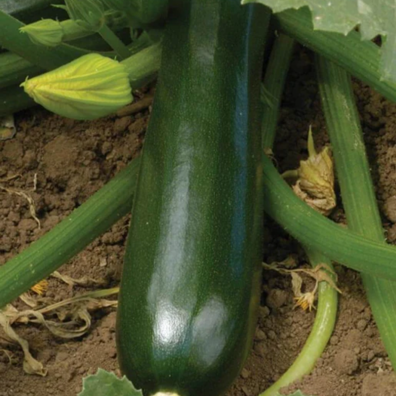 Load image into Gallery viewer, West Coast Seeds - Black Beauty Squash - Heirloom Zucchini (2g)