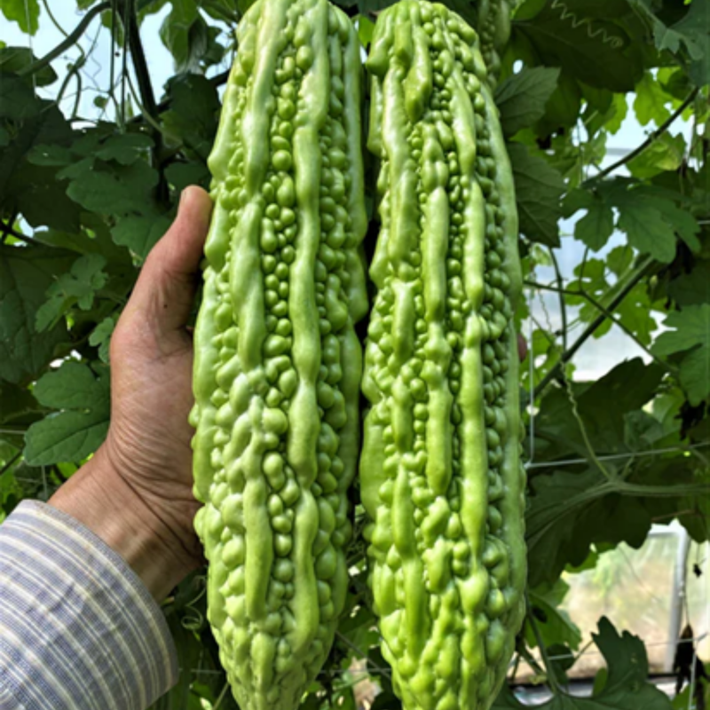 Load image into Gallery viewer, West Coast Seeds - Green Pearl F1 Bitter Melon - Vietnamese Bitter Gourd