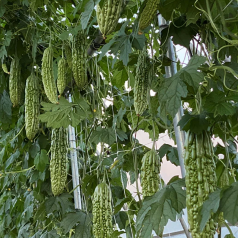 Load image into Gallery viewer, West Coast Seeds - Green Pearl F1 Bitter Melon - Vietnamese Bitter Gourd