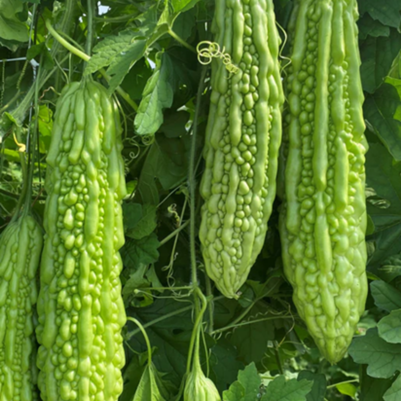 Load image into Gallery viewer, West Coast Seeds - Green Pearl F1 Bitter Melon - Vietnamese Bitter Gourd