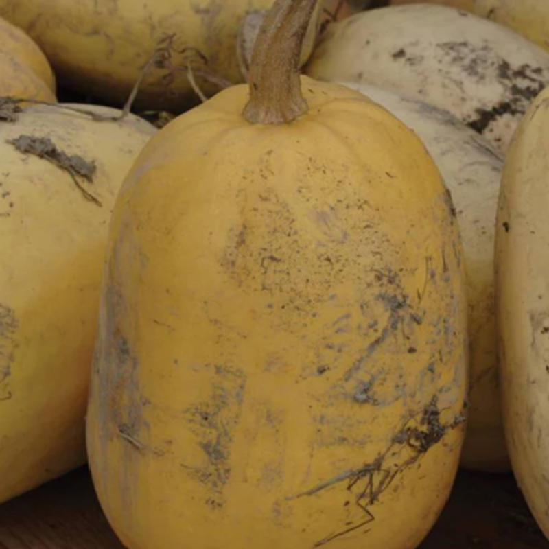 Load image into Gallery viewer, West Coast Seeds - Spaghetti Squash - Heirloom, Easy to Grow & High-Yielding