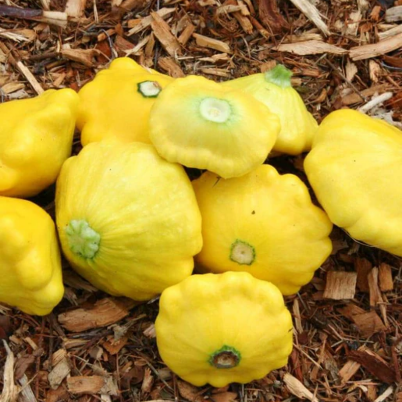 Load image into Gallery viewer, West Coast Seeds - Sunburst Squash - Vibrant & Tender Pattypans (2g)