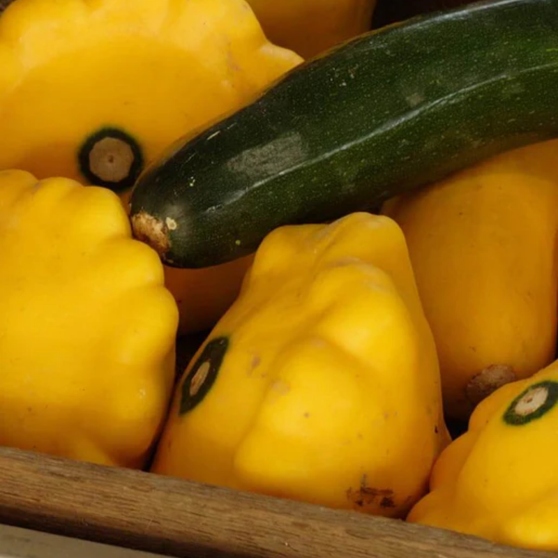 Load image into Gallery viewer, West Coast Seeds - Sunburst Squash - Vibrant & Tender Pattypans (2g)