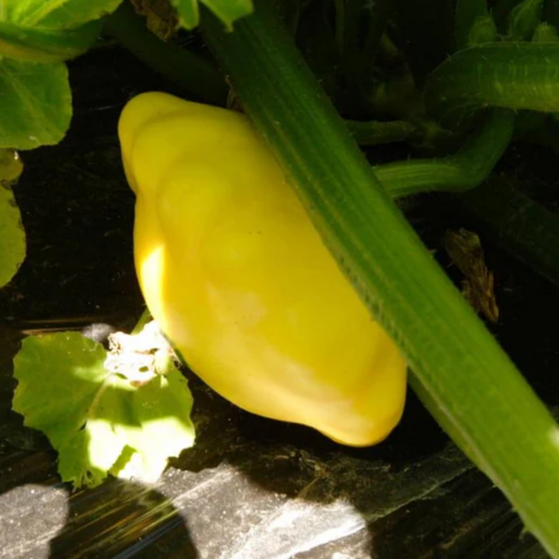 Load image into Gallery viewer, West Coast Seeds - Sunburst Squash - Vibrant & Tender Pattypans (2g)
