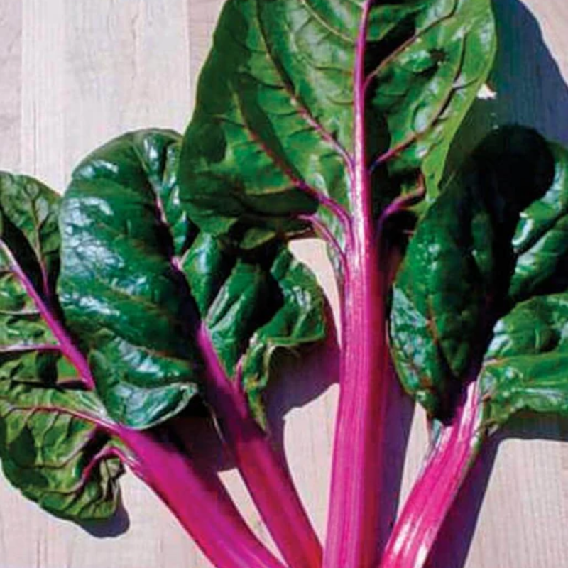 Load image into Gallery viewer, West Coast Seeds - Magenta Sunset Swiss Chard - Vibrant & Nutritious Greens (2g)