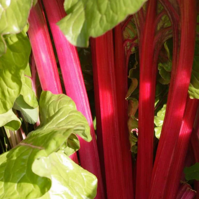 Load image into Gallery viewer, West Coast Seeds - Magenta Sunset Swiss Chard - Vibrant & Nutritious Greens (2g)