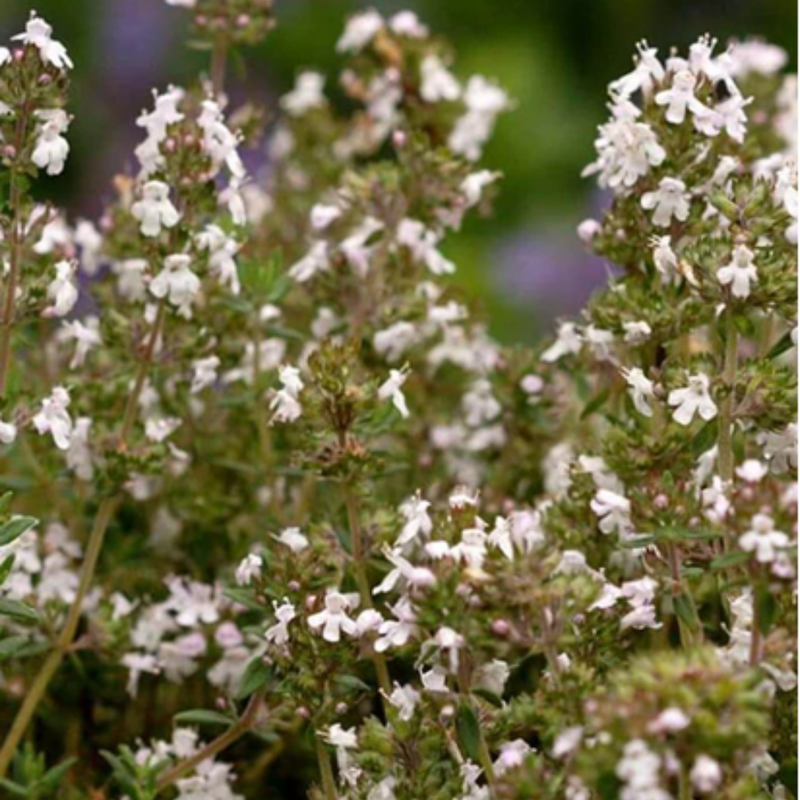 Load image into Gallery viewer, West Coast Seeds - Winter Thyme Seeds - Hardy Perennial, Culinary & Medicinal