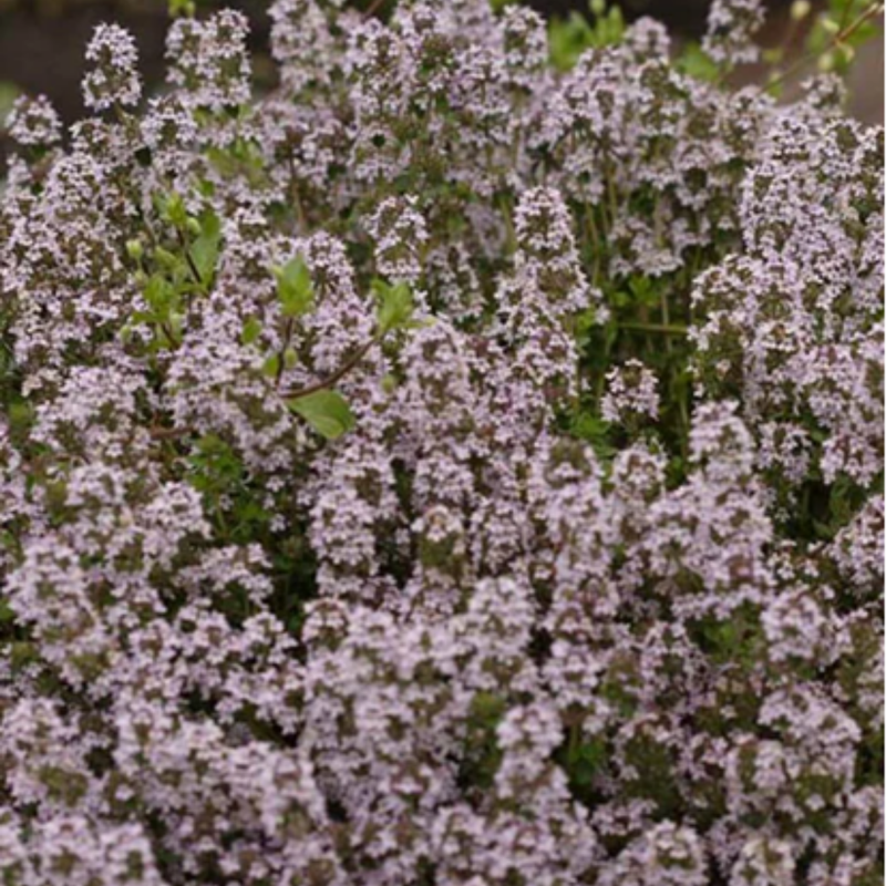 Load image into Gallery viewer, West Coast Seeds - Winter Thyme Seeds - Hardy Perennial, Culinary & Medicinal