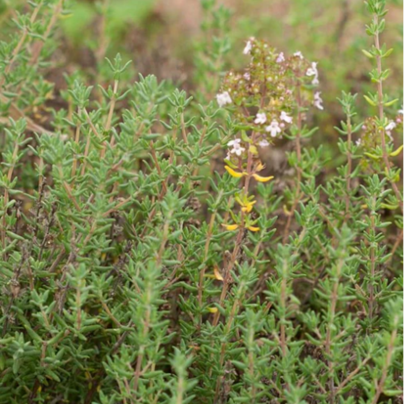 Load image into Gallery viewer, West Coast Seeds - Winter Thyme Seeds - Hardy Perennial, Culinary & Medicinal
