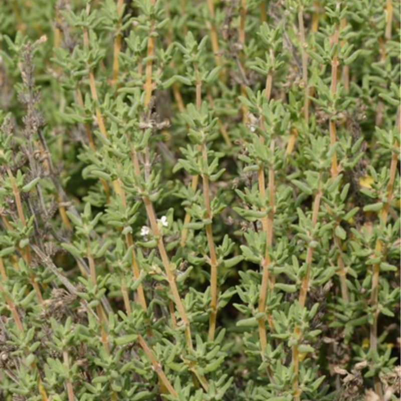 Load image into Gallery viewer, West Coast Seeds - Winter Thyme Seeds - Hardy Perennial, Culinary & Medicinal