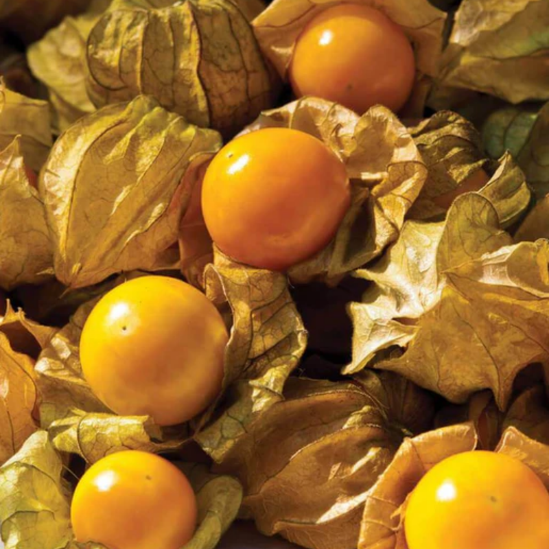 Load image into Gallery viewer, West Coast Seeds - Aunt Molly's Ground Cherry - Sweet & Productive Heirloom (0.10g)