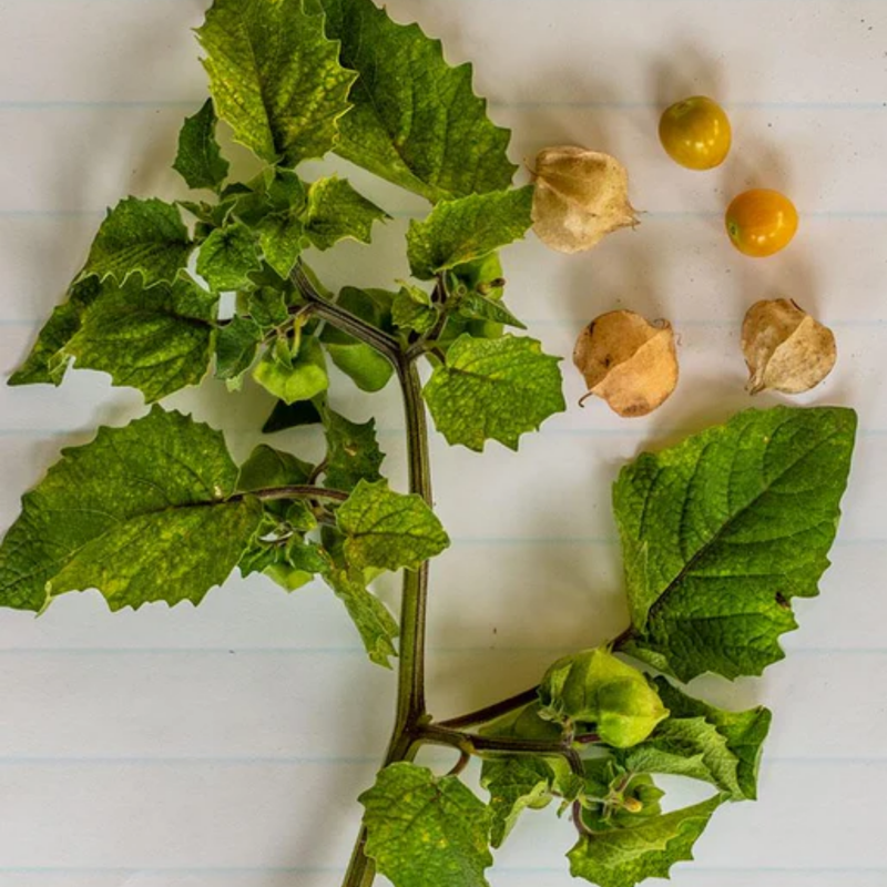 Load image into Gallery viewer, West Coast Seeds - Aunt Molly's Ground Cherry - Sweet & Productive Heirloom (0.10g)