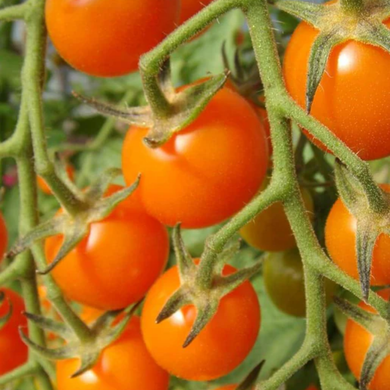Load image into Gallery viewer, West Coast Seeds - Sungold Cherry F1 Tomato - Sweet Tangerine Cherry Tomatoes