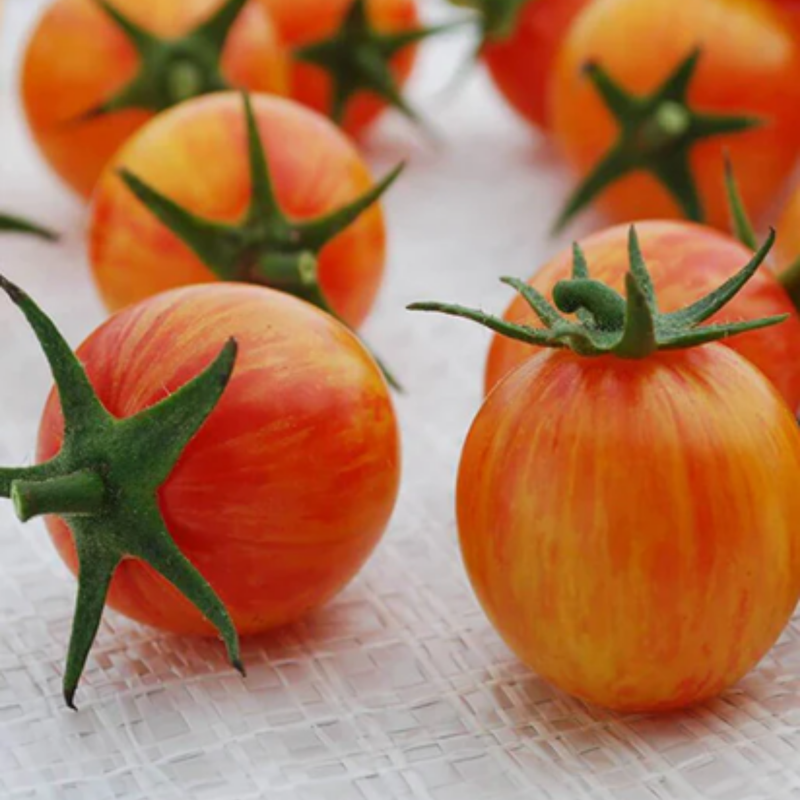 Load image into Gallery viewer, West Coast Seeds - Sunrise Bumble Bee Tomato - Sweet, Juicy & Colorful