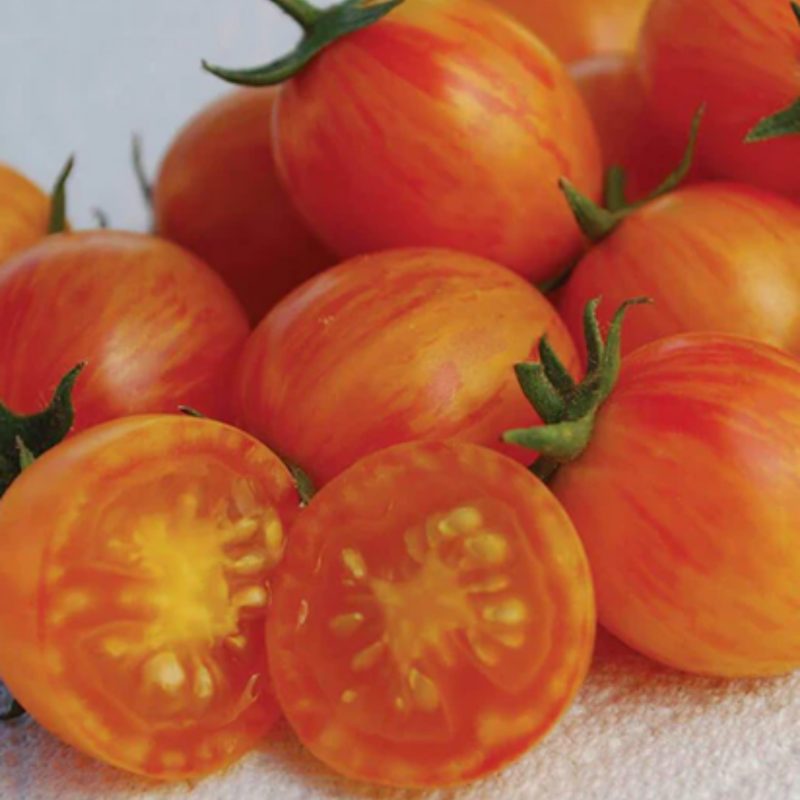 Load image into Gallery viewer, West Coast Seeds - Sunrise Bumble Bee Tomato - Sweet, Juicy & Colorful