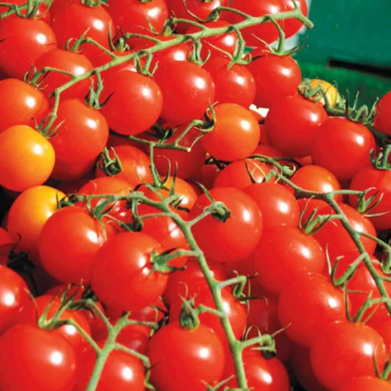 Load image into Gallery viewer, West Coast Seeds - Sweet Million Cherry Tomatoes - High Yield & Hardy (25 Seeds)