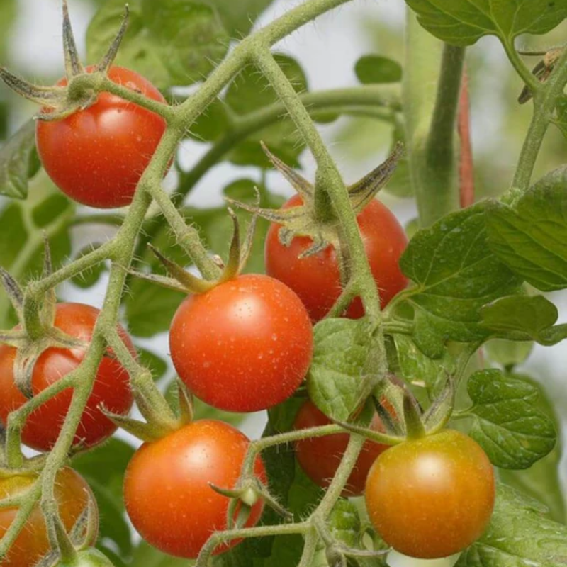 Load image into Gallery viewer, West Coast Seeds - Sweet Million Cherry Tomatoes - High Yield & Hardy (25 Seeds)