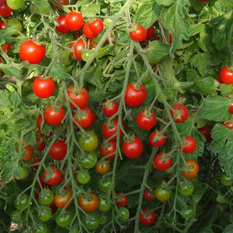 Load image into Gallery viewer, West Coast Seeds - Sweet Million Cherry Tomatoes - High Yield & Hardy (25 Seeds)