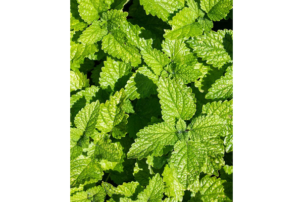 Load image into Gallery viewer, West Coast Seeds - Lemon Balm Seeds - Aromatic, Bee-Friendly Herb (0.25g)