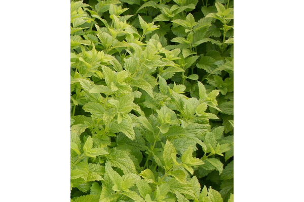 Load image into Gallery viewer, West Coast Seeds - Lemon Balm Seeds - Aromatic, Bee-Friendly Herb (0.25g)