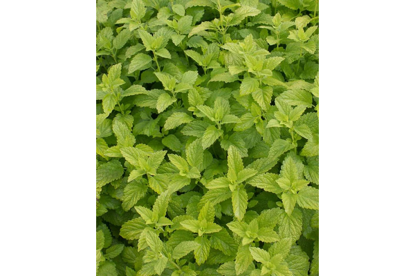 Load image into Gallery viewer, West Coast Seeds - Lemon Balm Seeds - Aromatic, Bee-Friendly Herb (0.25g)