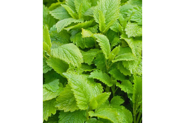 Load image into Gallery viewer, West Coast Seeds - Lemon Balm Seeds - Aromatic, Bee-Friendly Herb (0.25g)