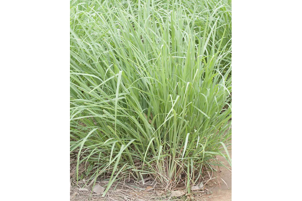 Load image into Gallery viewer, West Coast Seeds - Lemongrass Seeds - Aromatic, Productive, Container-Friendly (0.10g)