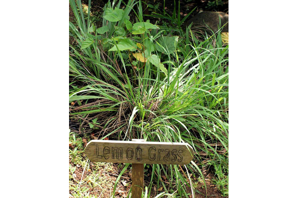 Load image into Gallery viewer, West Coast Seeds - Lemongrass Seeds - Aromatic, Productive, Container-Friendly (0.10g)