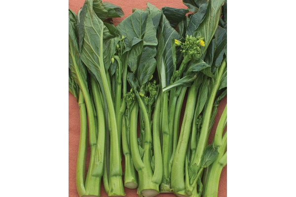 Load image into Gallery viewer, West Coast Seeds - Jade Spring F1 Pac Choi - Sweet & Fast-Growing (1g)