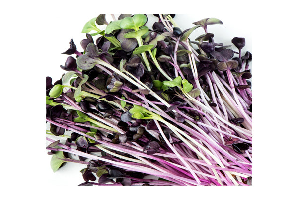 Load image into Gallery viewer, Mumm's Sprouting Seeds - Red Radish (3KG)