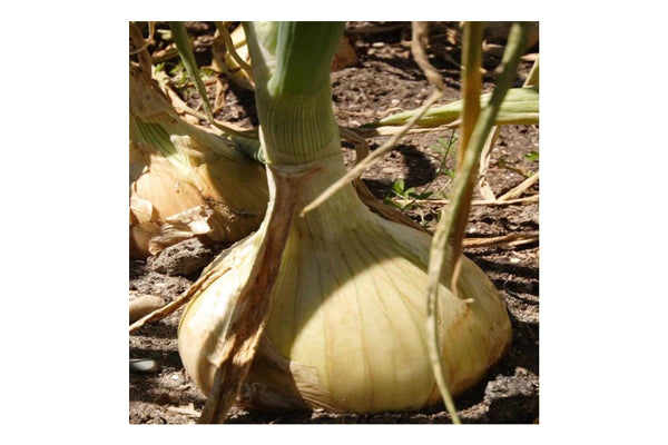 West Coast Seeds - Onions Ailsa Craig (0.50g)