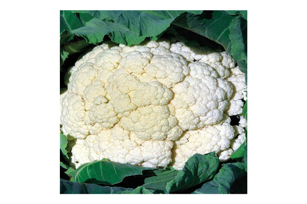 West Coast Seeds - Cauliflower Amazing (0.10g)