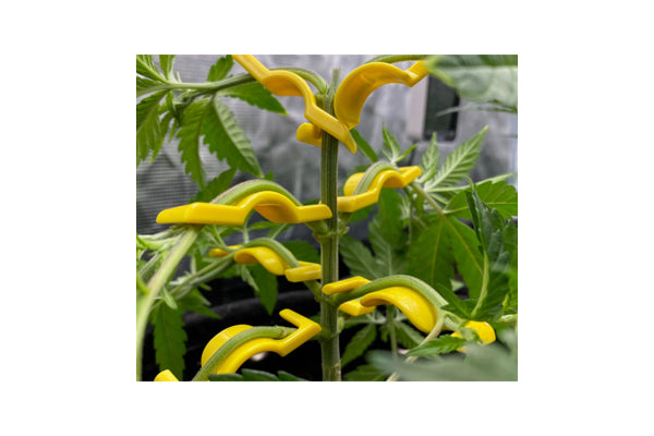Bud Trainer - BudClips