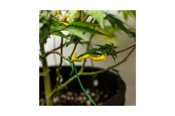 Bud Trainer - BudClips