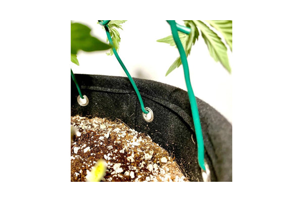 Bud Trainer - BudPots
