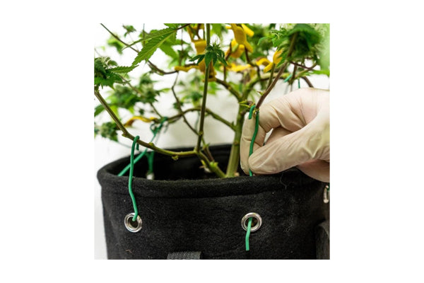 Bud Trainer - BudPots