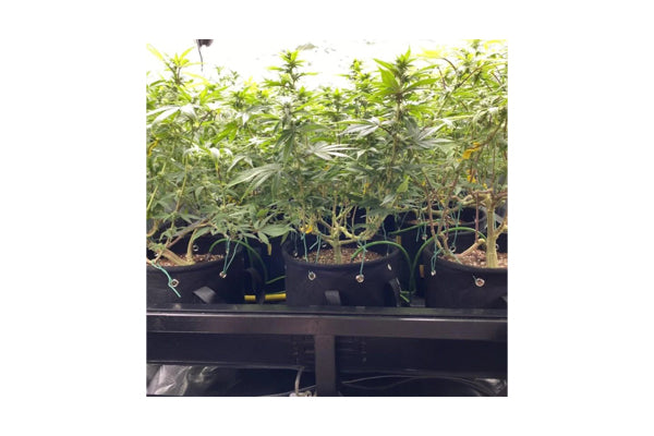 Bud Trainer - BudPots