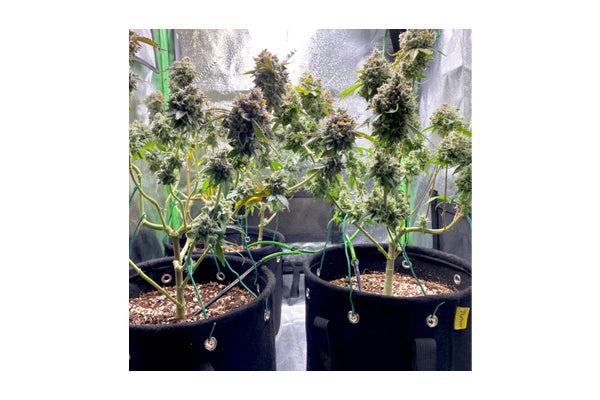 Bud Trainer - BudPots