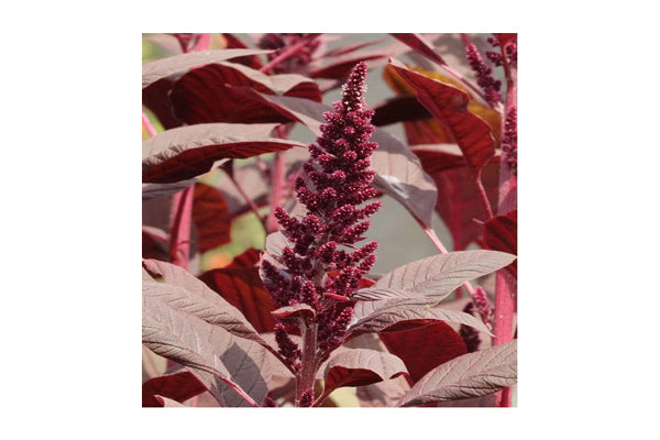 West Coast Seeds - Amaranth Burgundy Certified Organic (1g)