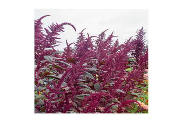 West Coast Seeds - Amaranth Burgundy Certified Organic (1g)