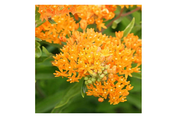 West Coast Seeds - Asclepias Butterfly Bush (0.25g)