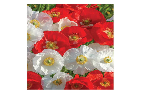 West Coast Seeds - Poppies Canada Mix (0.15g)