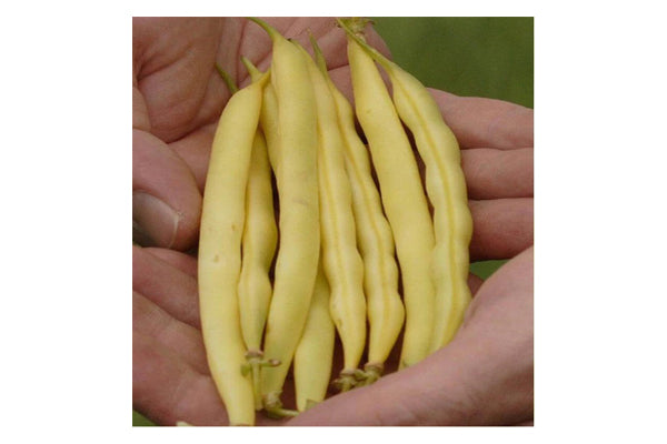 West Coast Seeds - Beans Carson (25g)