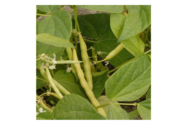 West Coast Seeds - Beans Carson (25g)