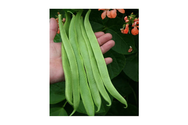 West Coast Seeds - Beans Celebration