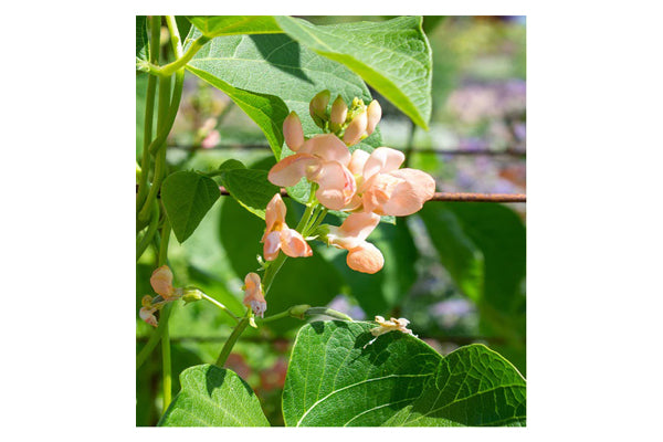 West Coast Seeds - Beans Celebration
