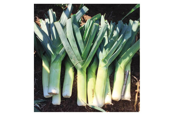 West Coast Seeds - Leeks Chinook Certified Organic