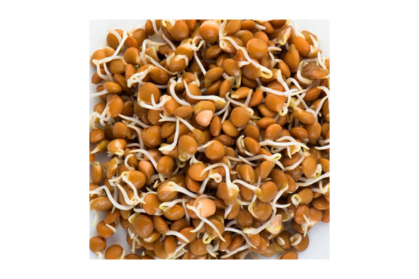 Mumm's Sprouting Seeds - Crimson Lentils (125g)